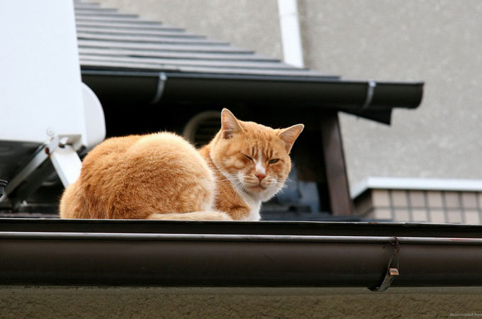 red-cat-on-the-roof-site